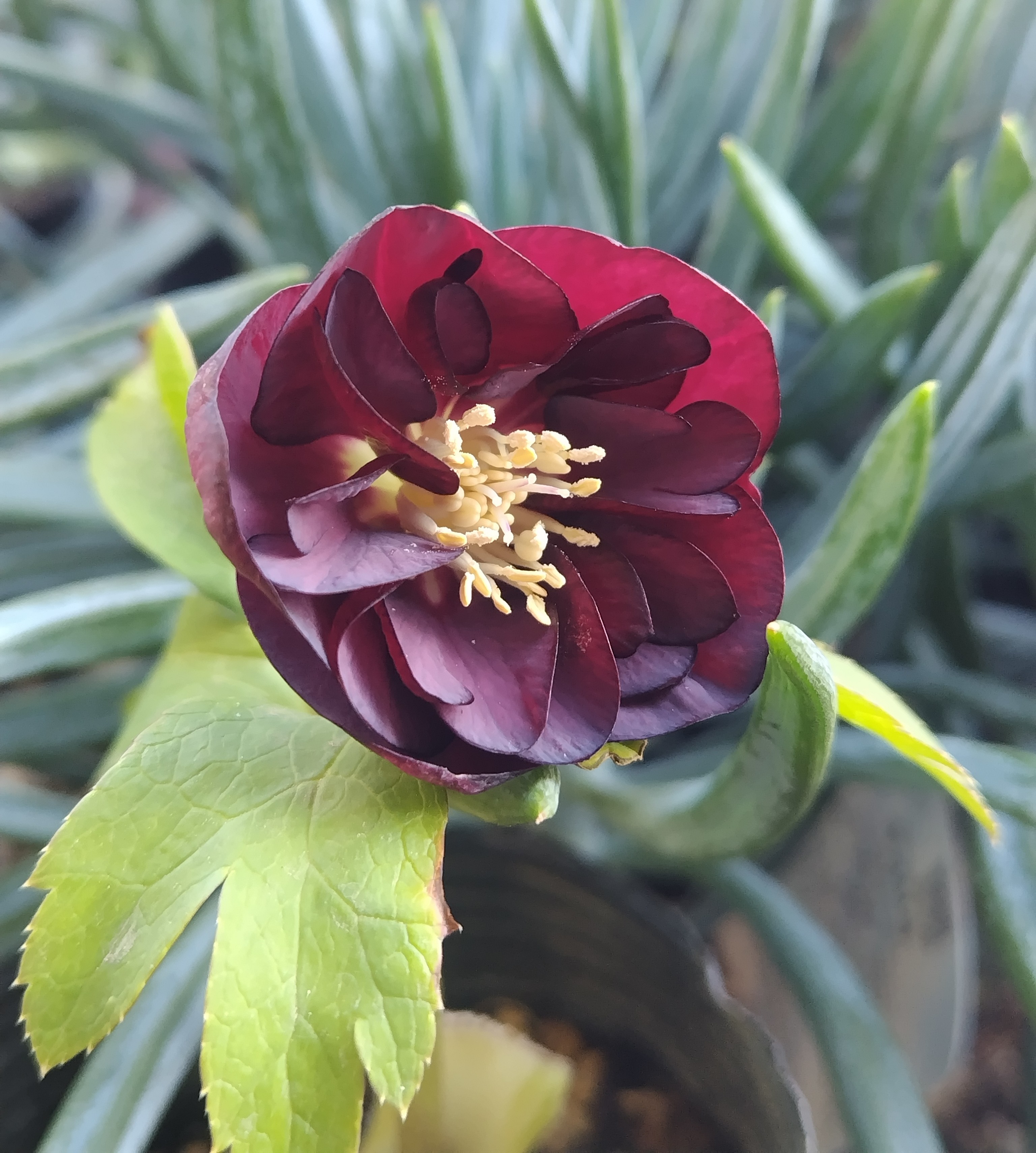 公認）チョコレートゴールド【ka544】※蕾なし | グリーンホビー