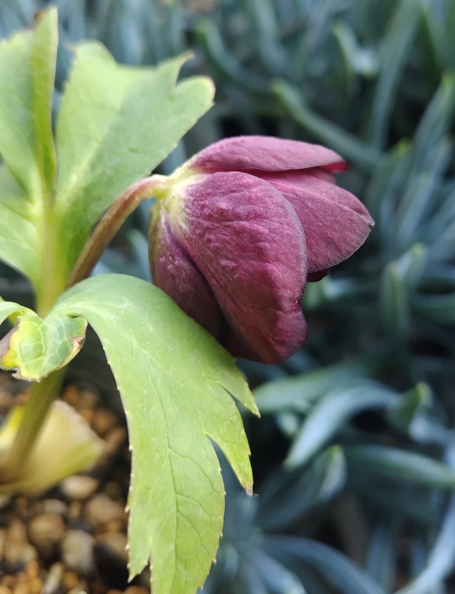 公認）チョコレートゴールド【ka544】※蕾なし | グリーンホビー