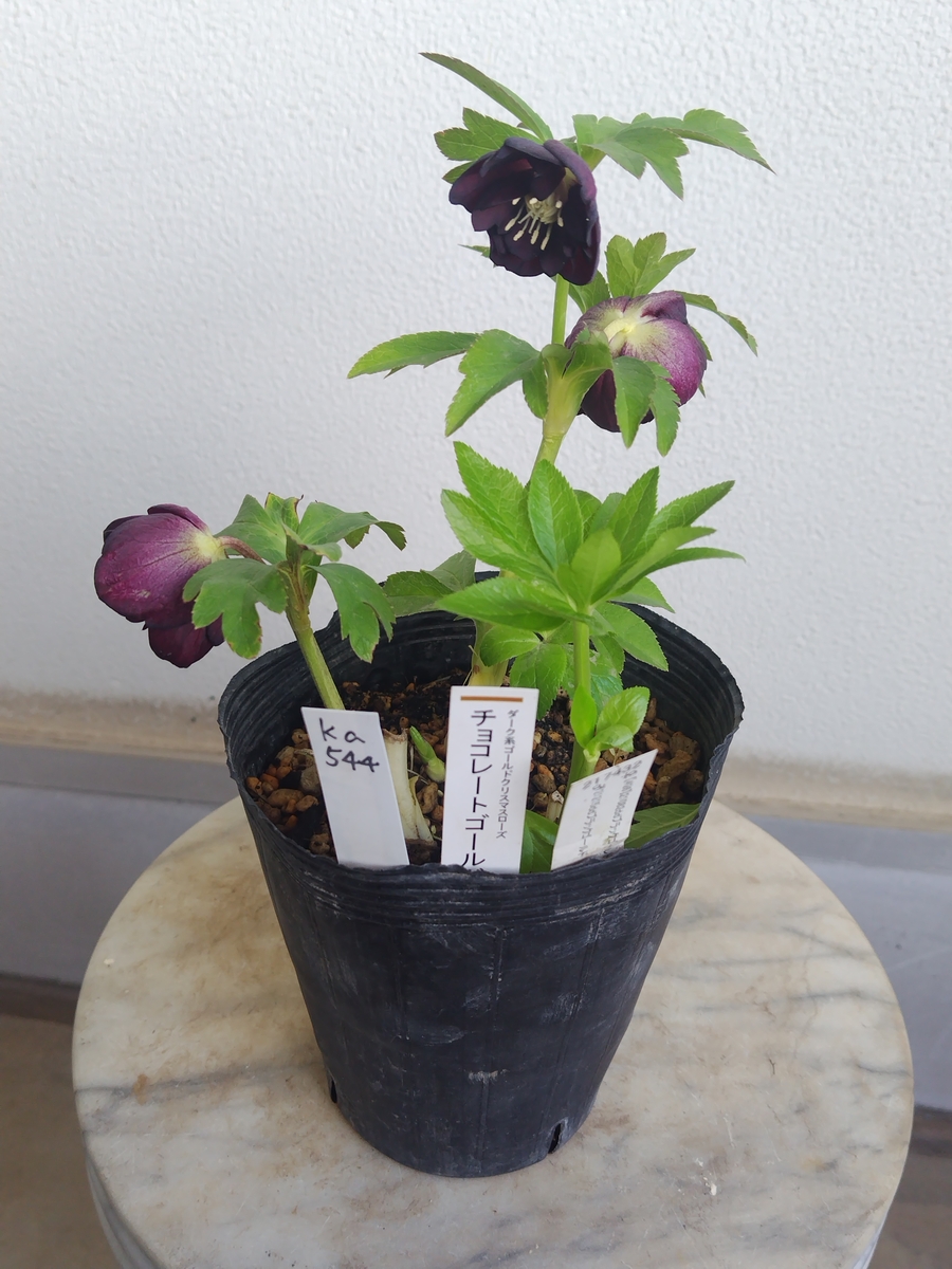 公認）チョコレートゴールド【ka544】※蕾なし | グリーンホビー