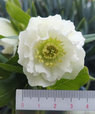 加藤農園さんのクリスマスローズ | グリーンホビー