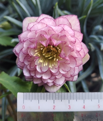 加藤農園さんのクリスマスローズ | グリーンホビー