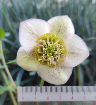 クリスマスローズ　ddホワイトグリーンリップピコティ　加藤農園 加藤農園さんのクリスマスローズ | グリーンホビー