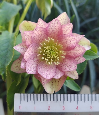 加藤農園さんのクリスマスローズ | グリーンホビー