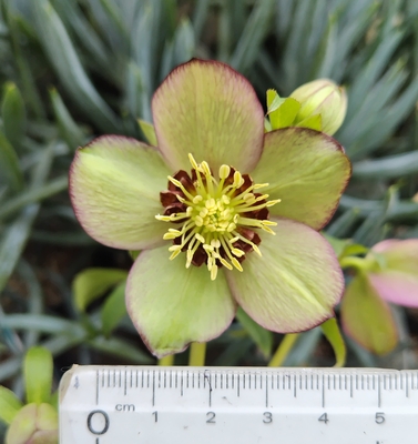 ●８時だよ）プルプラ系【Og68】渋系