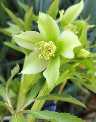 ヘルツェ系ヒデコートhyb【Og85】