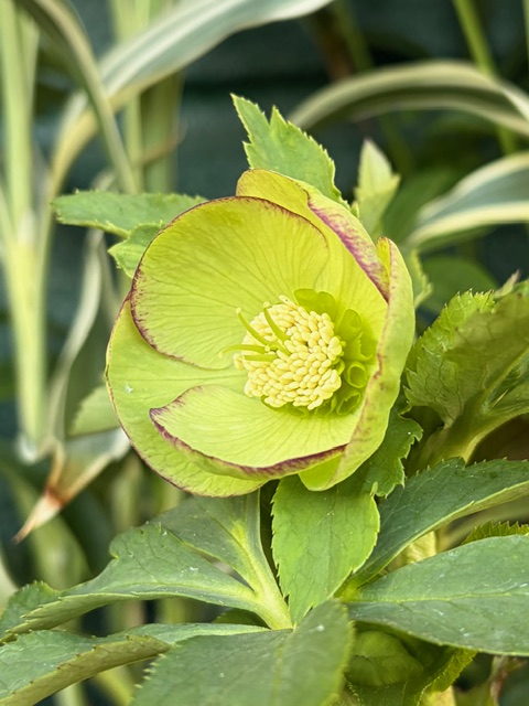 翡翠【Wa90】 | グリーンホビー