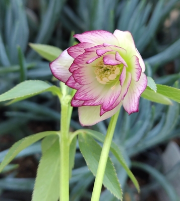 大木ナーサリーさんのクリスマスローズ | グリーンホビー