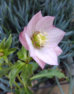 ●８時だよ）シャルウィダンスピンク【Wa87】　