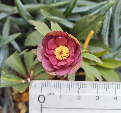 ブラウニー【Og185】