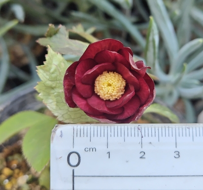 ミスティーク　ツヤ【Og181】