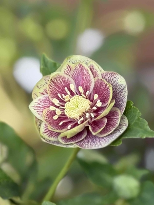 ●８時だよ）元株　グリーンソレイユdd一歩手前【Hi191】