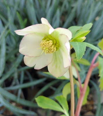 大木ナーサリーさんのクリスマスローズ | グリーンホビー