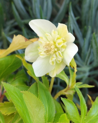 大木ナーサリーさんのクリスマスローズ | グリーンホビー