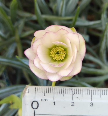 ●８時だよ）ムルチ系Hoppy【og132】