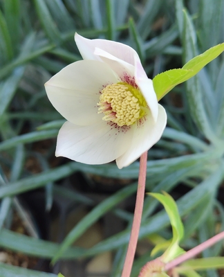 ヒデコート系オーレア【Og79】