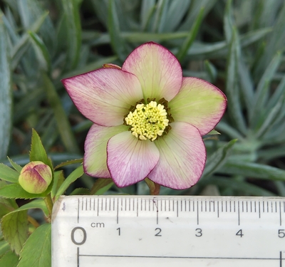 ●８時だよ）ムルチ系ヒデコートhyb【Og58】