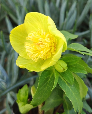 玉系sd 【og195】