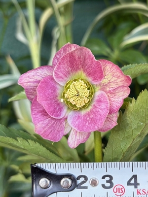 ●８時だよ）ピンクグラデーションdd【Wa89】　