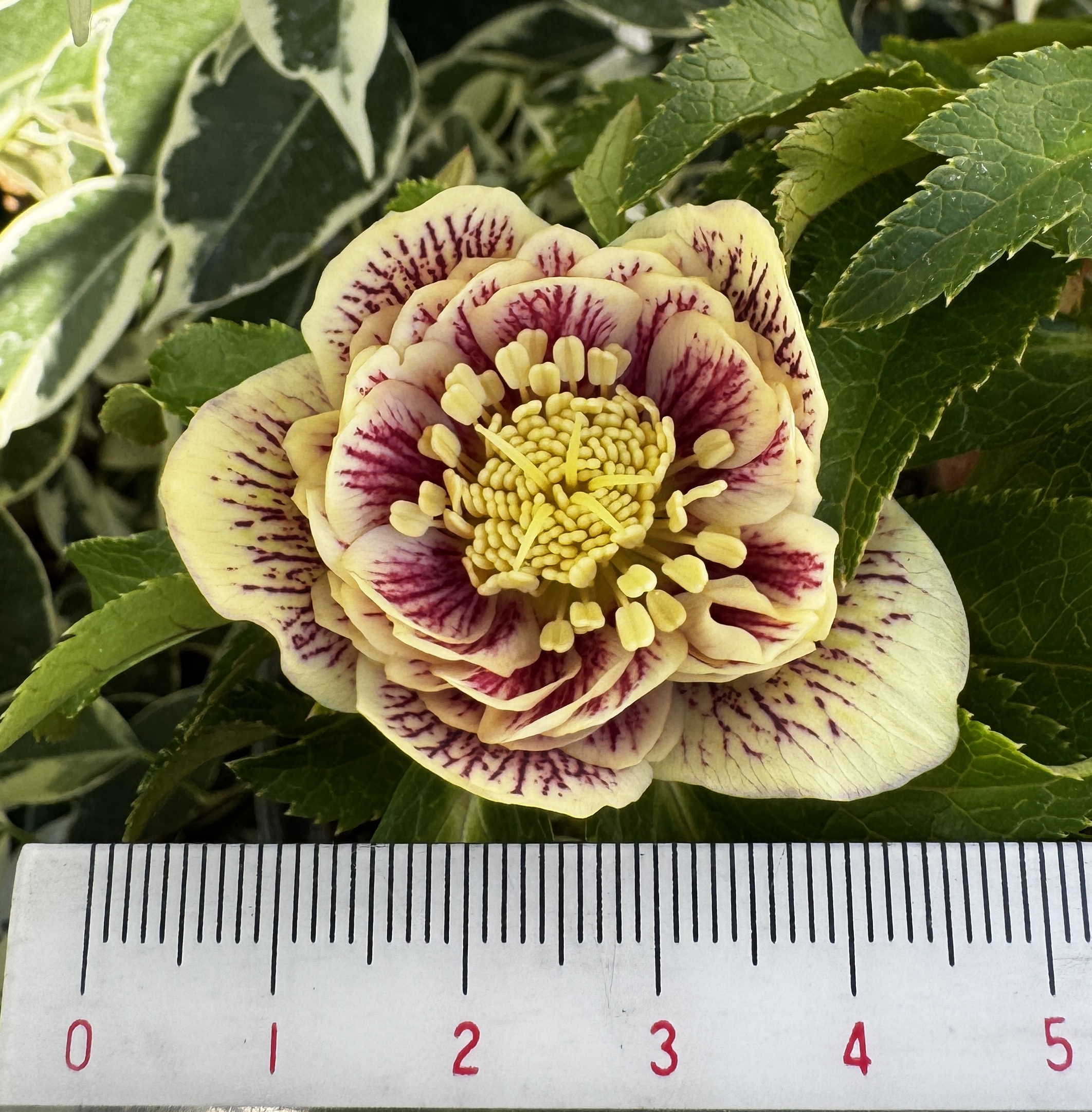 ○8時だよ）【Hi195】小輪系多弁ソレイユdd 元親 | グリーンホビー