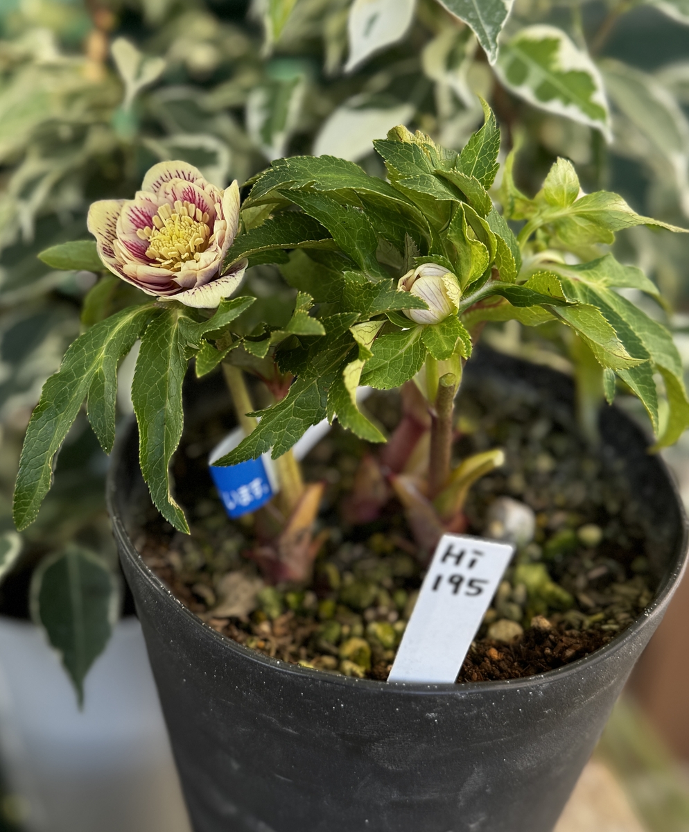 ○8時だよ）【Hi195】小輪系多弁ソレイユdd 元親 | グリーンホビー