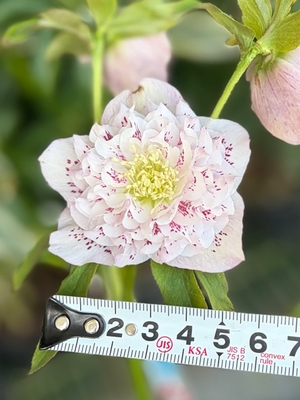 野田の激震　段咲きフリル多弁ddレッドスポット【No192】