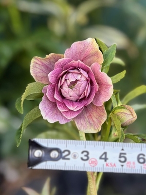 ●８時だよ）野田の宝　アンティークピンクddリバーシブル【No193】