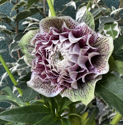 【Hi193】信じられない!超多弁　元親