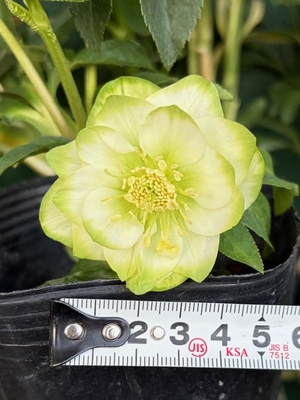 ●８時だよ）利休【So172】 