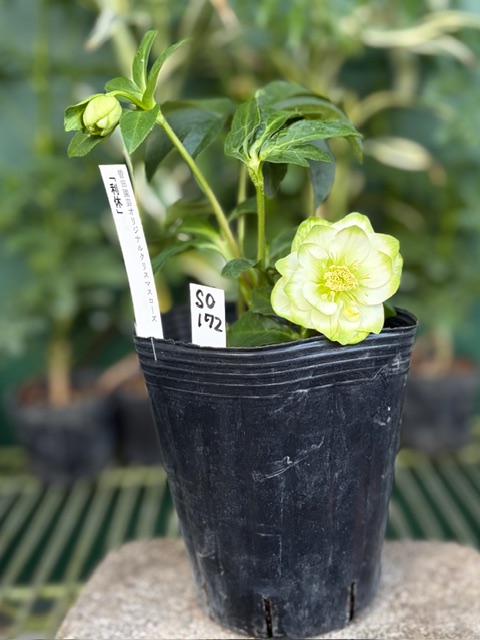 ○8時だよ）利休【So172】 | グリーンホビー