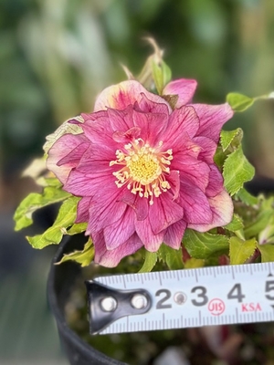 ピンクベイングラデーションオーレアエッジヌケdd【hi157】