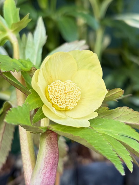 ○8時だよ）ライムグリーンゴールドsd【Hi146】 | グリーンホビー