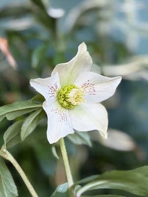 ●８時だよ）星の妖精【kg22】　