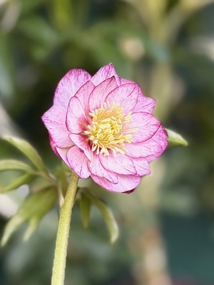 ●８時だよ）K:select　公認）Little Collection 【ka573】ddリトル手毬ピンク&times; dd手毬グロスアプリコット