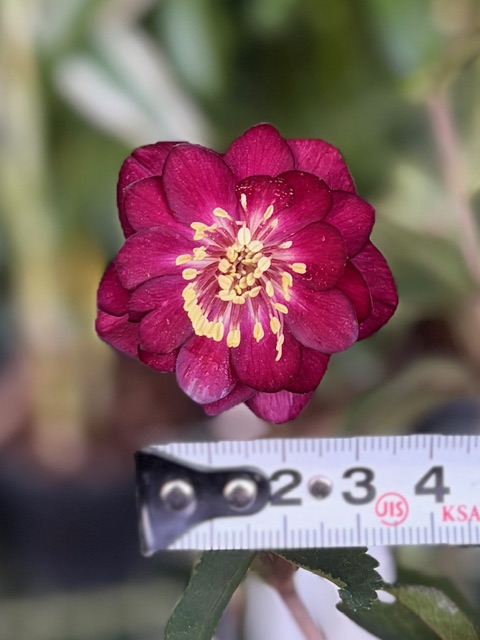 ○8時だよ）キラメキ☆レッド【ka571】 | グリーンホビー