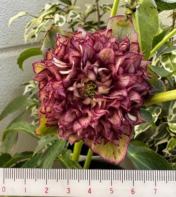 ●８時だよ）【Hi196】　超多弁クレオパトラ