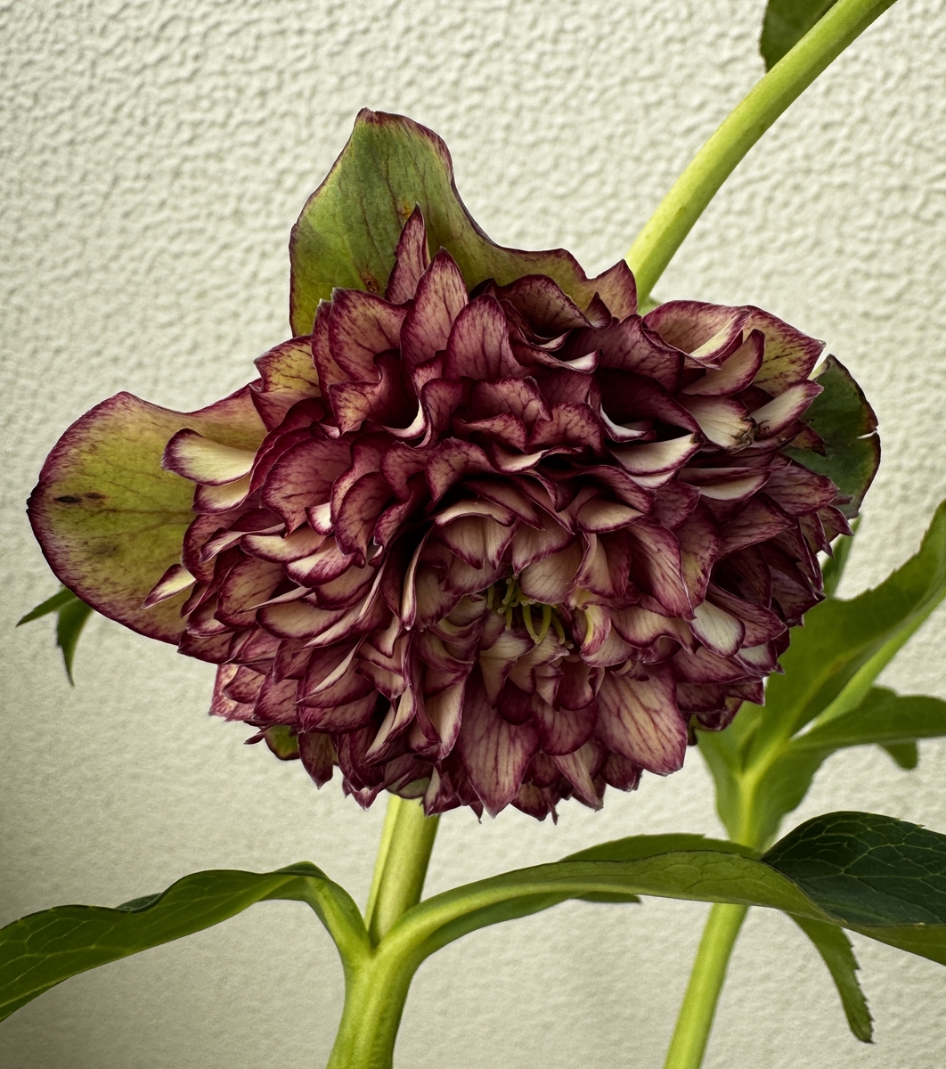 ○8時だよ）【Hi196】 超多弁クレオパトラ | グリーンホビー