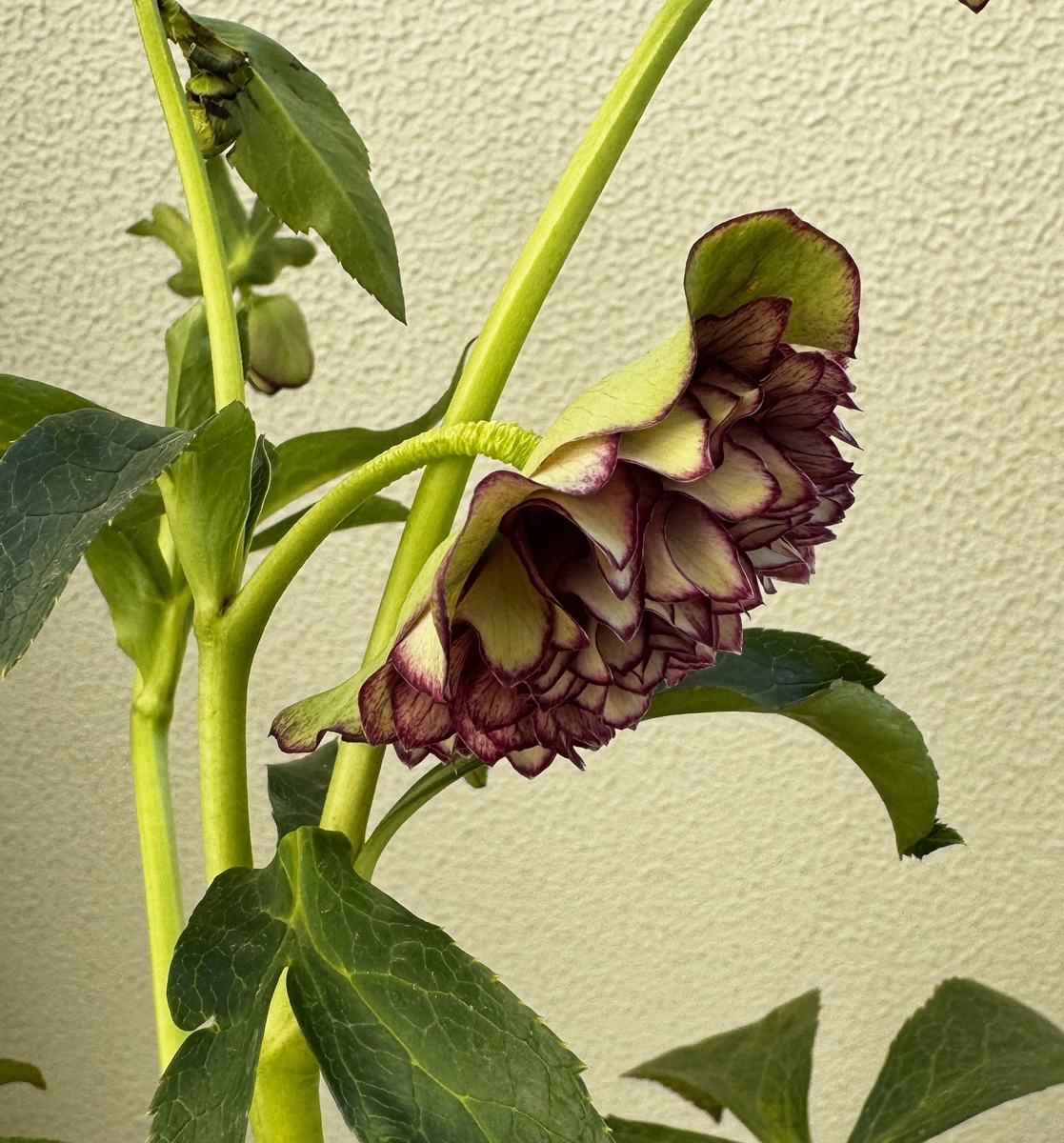 ○8時だよ）【Hi196】 超多弁クレオパトラ | グリーンホビー