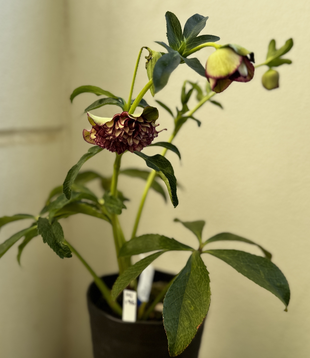 ○8時だよ）【Hi196】 超多弁クレオパトラ | グリーンホビー