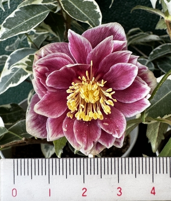 ●８時だよ）【hi192】 元親レッドソレイユ