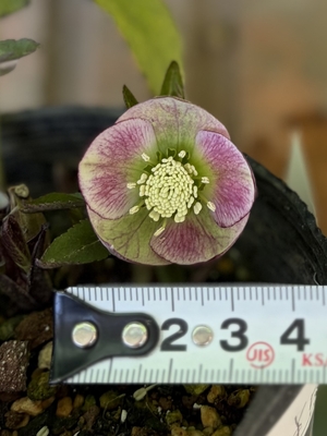 ●８時だよ）【Og193】ポーセリンhyb