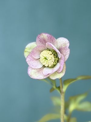 大木ナーサリーさんのクリスマスローズ | グリーンホビー