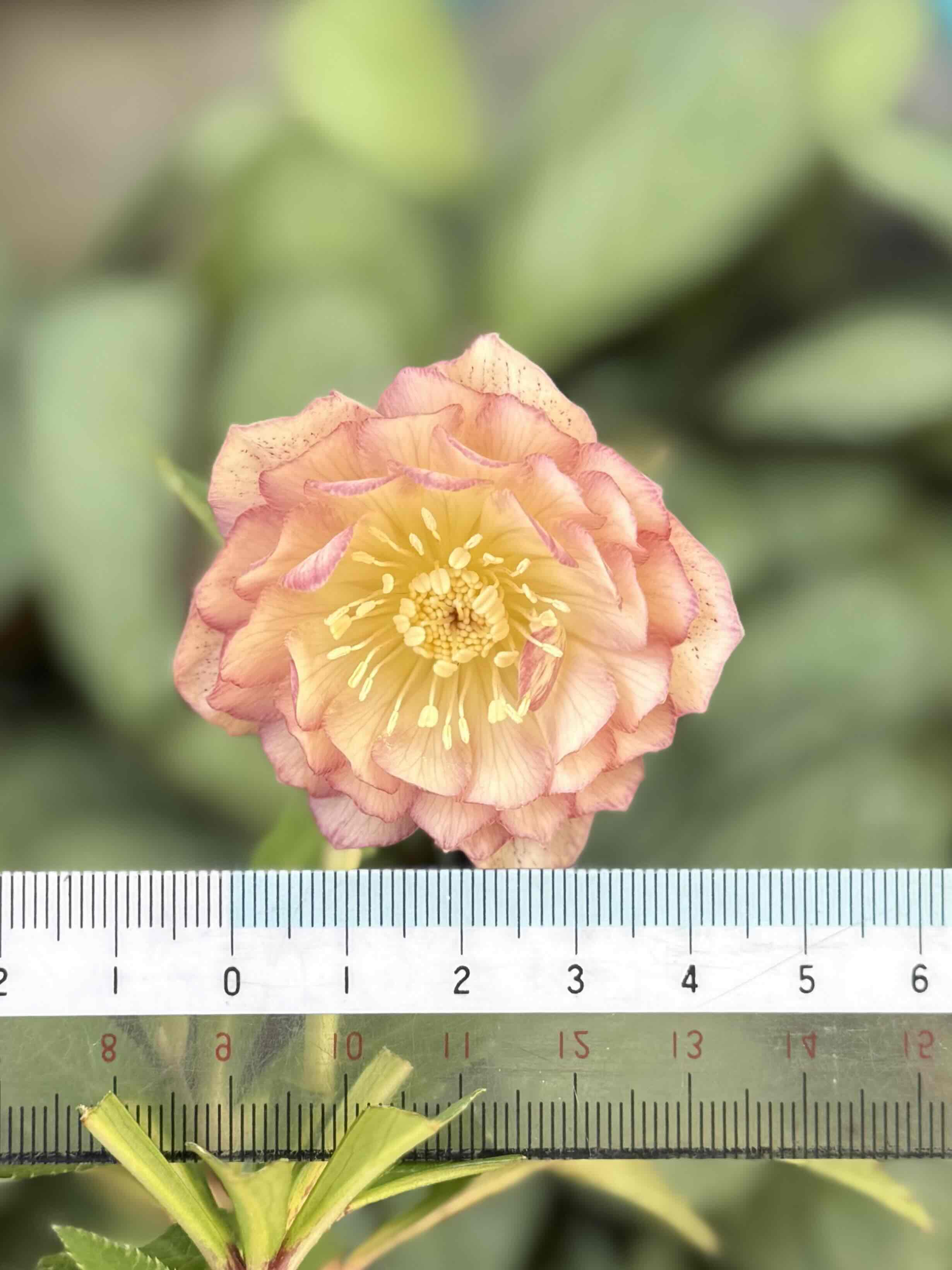 外弁スポットピンクオーレア【Hi206】 | グリーンホビー