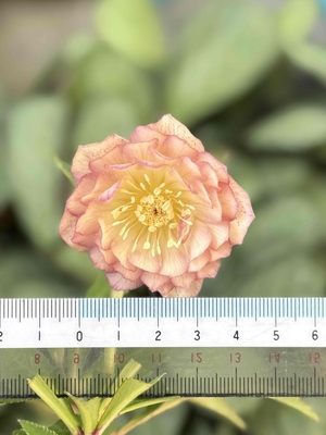 広瀬園芸さんのクリスマスローズ | グリーンホビー