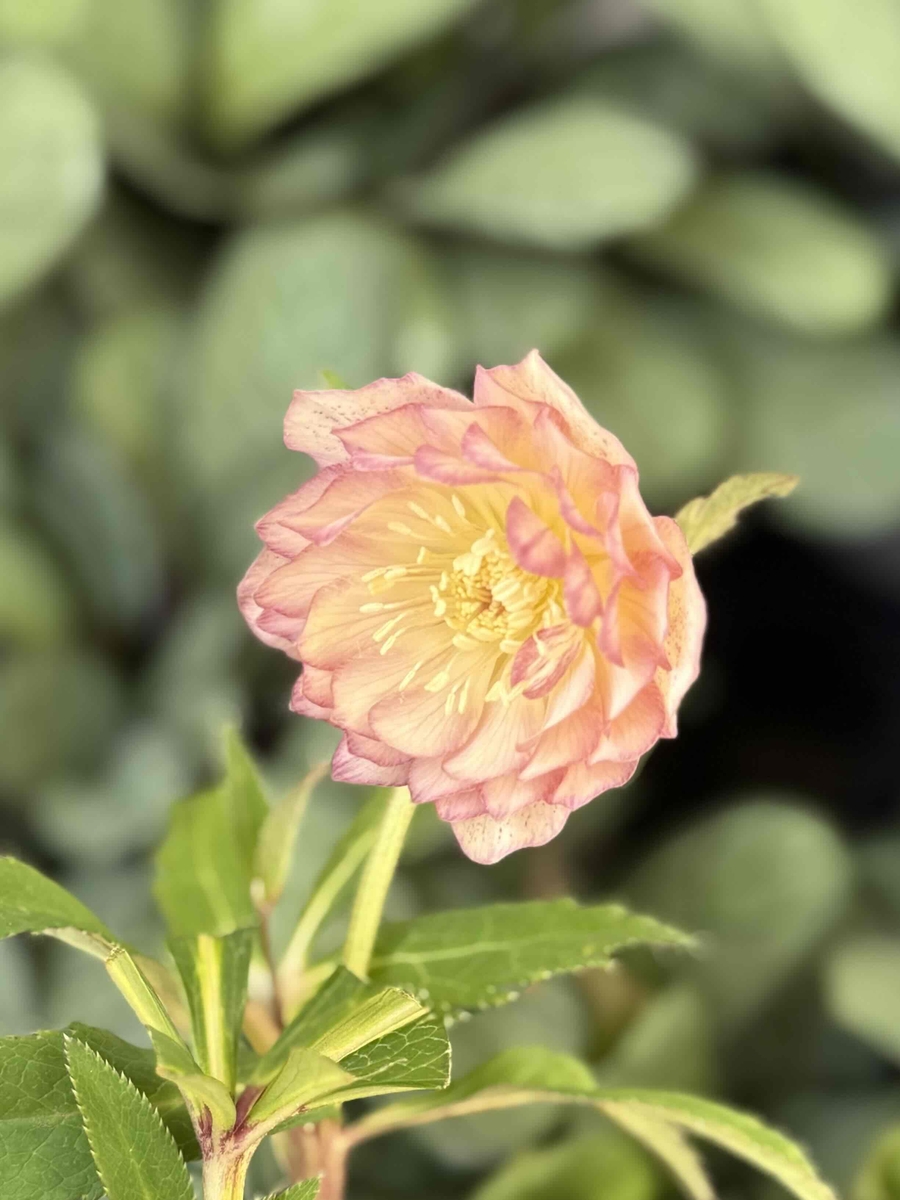 外弁スポットピンクオーレア【Hi206】 | グリーンホビー