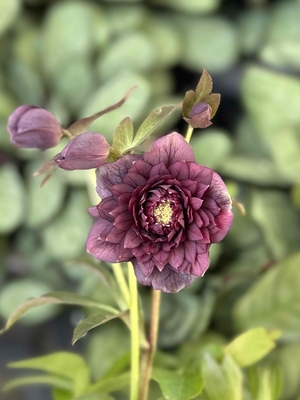 クレオパトラ【Hi204】　