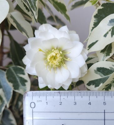 加藤農園さんのクリスマスローズ | グリーンホビー