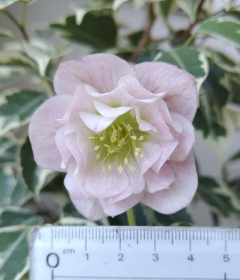 エッジ側ピンクグラデーションdd【ka511】　※蕾なし