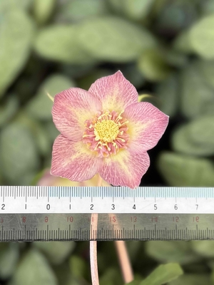 広瀬園芸さんのクリスマスローズ | グリーンホビー