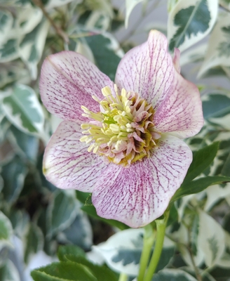 加藤農園さんのクリスマスローズ | グリーンホビー