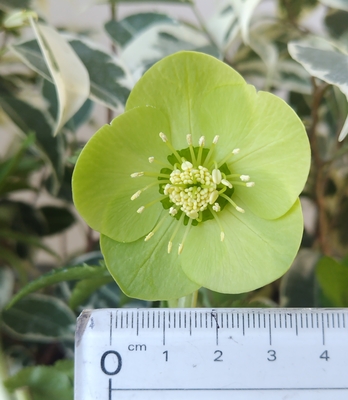 ●８時だよ）グリーン＆グリーンネクタリー【Wa91】